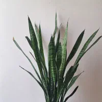 گل سانسوریا