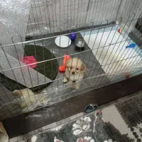 نژاد مالتیز پودل
