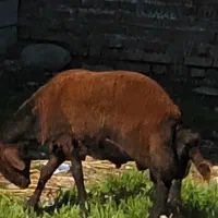 گوسف