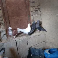 دونه‌ای ۱۵۰ هزار تومان