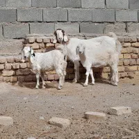 بزبزغالهدارجملیشیراسالممیشبره|حیوانات مزرعه|رضویه, |دیوار