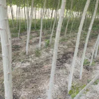 خریدار چوب صنوبر ودرخت میوه ضایعات با قیمت خوب|خدمات باغبانی و درختکاری|دره رود, |دیوار