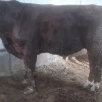 گاو... گوساله نر سیمینتال .|حیوانات مزرعه|اصفهان, باغ زیار|دیوار