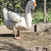 قو غاز نر لیندا و اردک طوسی|حیوانات مزرعه|آمل, |دیوار