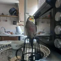 عروس هلندی نر