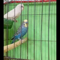 مرغ عشق