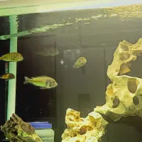 ماهی ترفئوس ایکولا|ماهی|کهریزک, |دیوار