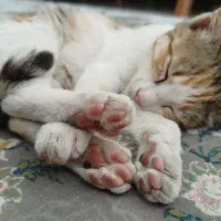 واگذاری گربه ملوس DSH|گربه|سنندج, |دیوار