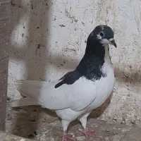 گمشده|حیوانات|آمل, |دیوار