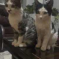 واگذاری|گربه|قزوین, |دیوار