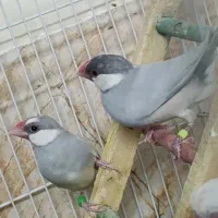 فنچ نرگسی سیلور
