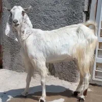 بز گلابی آبستن ۳ماه