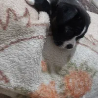 میکس فرنچ بولداگ و پیکینیز