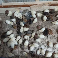 جوجه تخم گذار