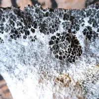 سلام‌فروش‌سنگ‌شجر