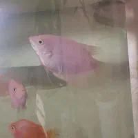 ماهی اسفرانوس