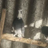 کفتر|پرنده|تهران, میدان میوه و ترهبار مرکزی|دیوار