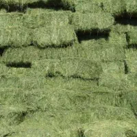 یونجه