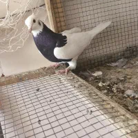 ماده طوقی سیاه|پرنده|صابری, |دیوار