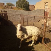 بره قوچ|حیوانات مزرعه|باشتین, |دیوار