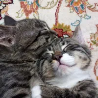 واگذاری گربه|گربه|بیرجند, |دیوار