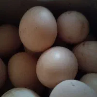 تخم مرغ محلی تازه