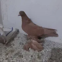 کبوتر ساری مایا