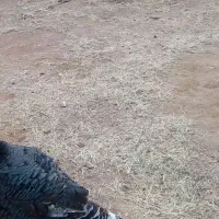 حیوان|سگ|سرخس, |دیوار