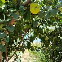 باغ درجه یک در پل زمانخان