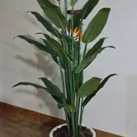 حراج تمام درختچه های وارداتی (درختچه مصنوعی خارجی)|گل مصنوعی|تهران, شهرک پاسداران|دیوار