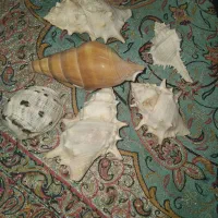 صدف اکواریوم