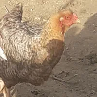 مرغ محلی درشت