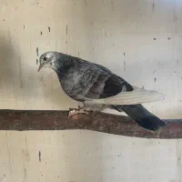 کبوتر|پرنده|ساری, |دیوار