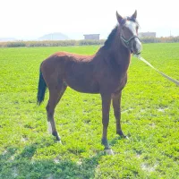 به فروش می رسد.. کره اسب نریون ،نژاد دره شوری