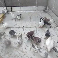 کبوتر|پرنده|شال, |دیوار