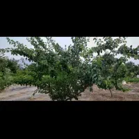 فروش باغ داربستی ودرختان مثمر همراه خانه واستخر|فروش دفتر صنعتی، کشاورزی، تجاری|ملایر, |دیوار