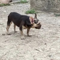 چند قلاده فرنچ بولداگ|سگ|ساری, |دیوار