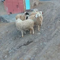 میش فروشی|حیوانات مزرعه|شاخنات, |دیوار