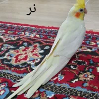 جفت عروس هلندی لوتینو مولد|پرنده|لنگرود, |دیوار