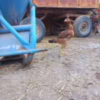 جوجه خروس ومرغ لاری|حیوانات مزرعه|اردبیل, |دیوار