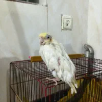 عروس هلندی.توضیحات بخونید