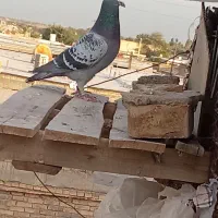 پلاکی بازرگان نشسته