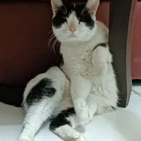 گمشده (مژدگانی 30 میلیون) محدوده پارامونت|حیوانات|شیراز, زند|دیوار