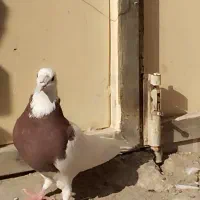 زابل شمار|پرنده|زابل, |دیوار