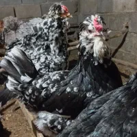 تخم مرغ گلین  فول