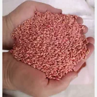 فروش بذر گندم خارجی