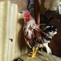 حراج خروس گلین یکجا 250 و بوقلمون سه ت|حیوانات مزرعه|یزد, |دیوار