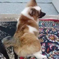 واگذاری رایگان پامر