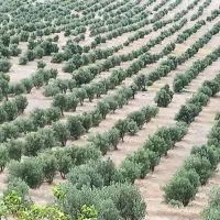 فروش صنعتی باغ زیتون  ۱۵ هکتاری