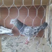 چند عدد کبوتر خوب و ی جفت پشت دار نوک ریز